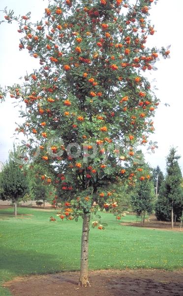 White blooms; Deciduous; Broadleaf