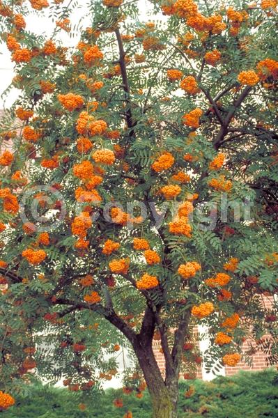 White blooms; Deciduous; Broadleaf