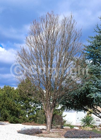 White blooms; Deciduous; Broadleaf