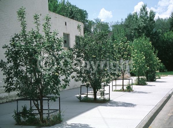 White blooms; Deciduous; Broadleaf