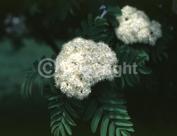 White blooms; Deciduous; Broadleaf