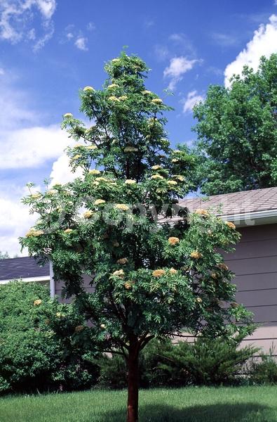 White blooms; Deciduous; Broadleaf
