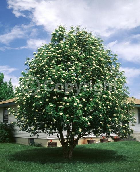 White blooms; Deciduous; Broadleaf