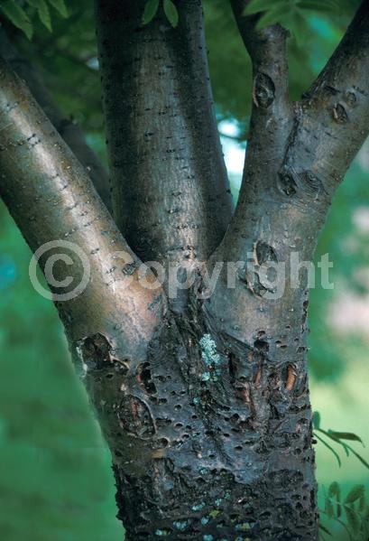 White blooms; Deciduous; Broadleaf