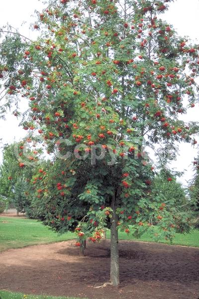 White blooms; Deciduous; Broadleaf