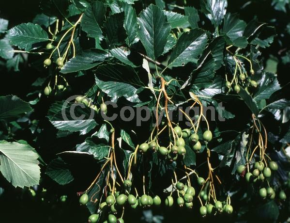 White blooms; Deciduous; Broadleaf