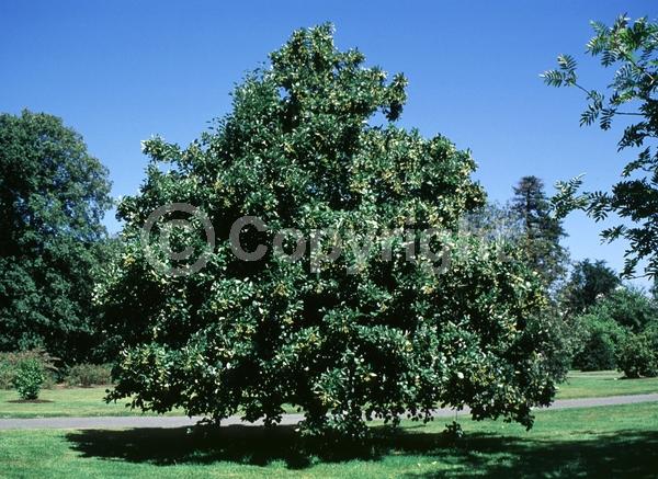 White blooms; Deciduous; Broadleaf