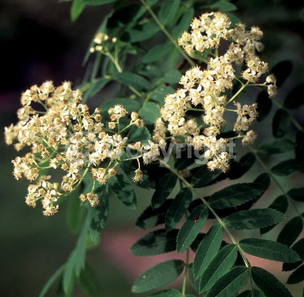 White blooms; Deciduous; Broadleaf