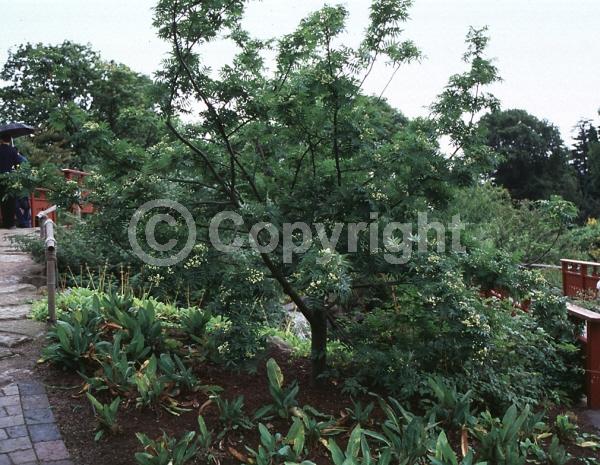 White blooms; Deciduous; Broadleaf
