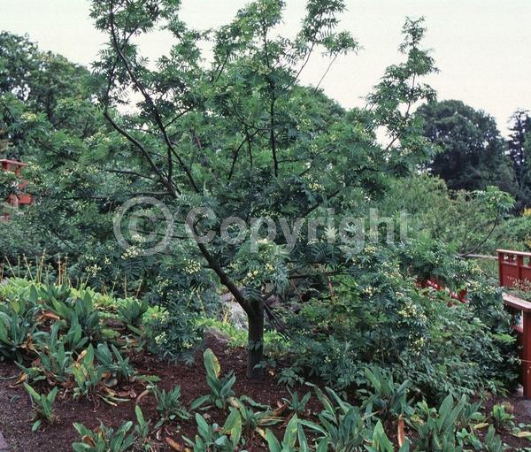 White blooms; Deciduous; Broadleaf