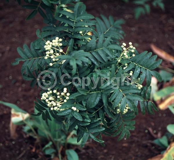 White blooms; Deciduous; Broadleaf