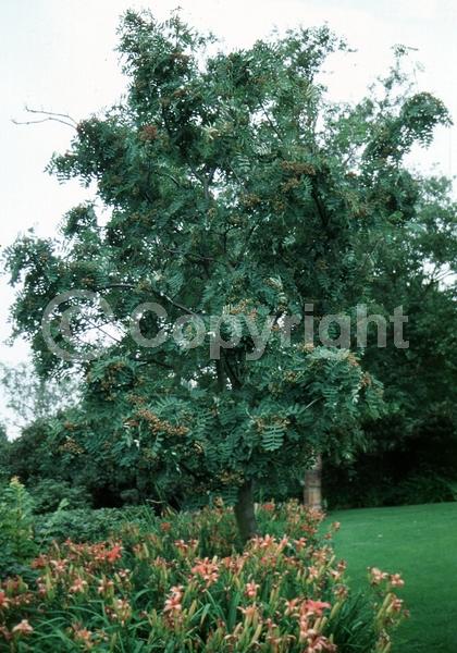 White blooms; Deciduous; Broadleaf