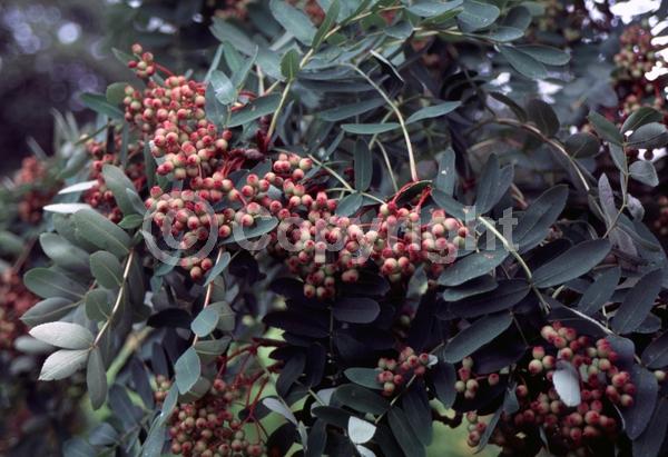 White blooms; Deciduous; Broadleaf