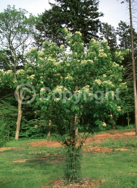 White blooms; Deciduous; Broadleaf