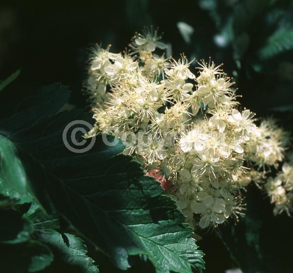 White blooms; Deciduous; Broadleaf