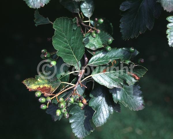 White blooms; Deciduous; Broadleaf