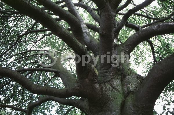 White blooms; Deciduous; Broadleaf