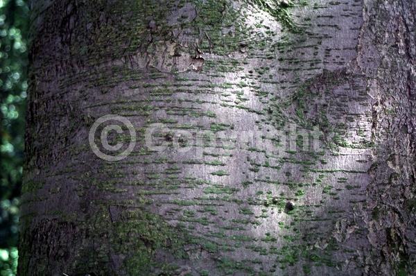 White blooms; Deciduous; Broadleaf