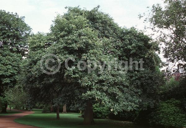 White blooms; Deciduous; Broadleaf