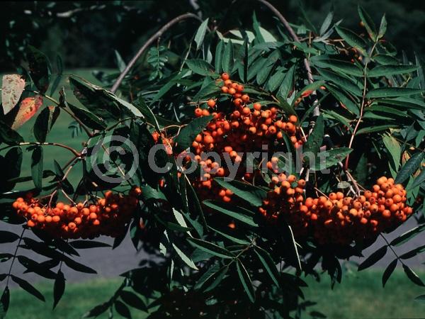 White blooms; Deciduous; Broadleaf