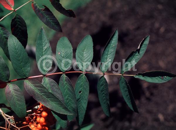 White blooms; Deciduous; Broadleaf