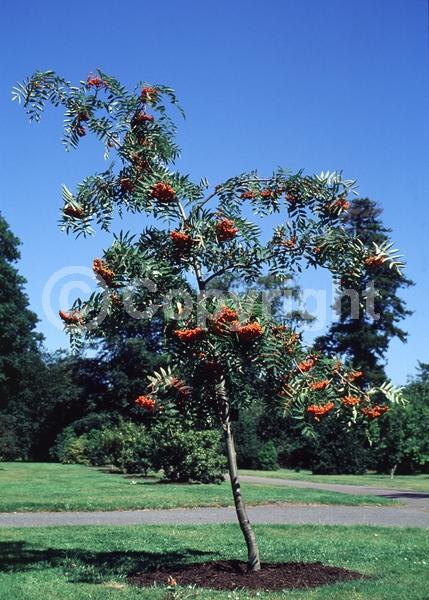 White blooms; Deciduous; Broadleaf