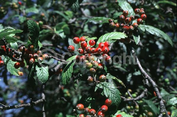 White blooms; Deciduous; Broadleaf