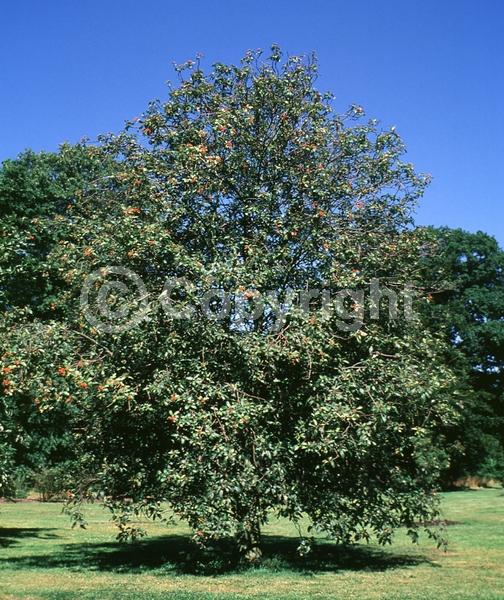 White blooms; Deciduous; Broadleaf