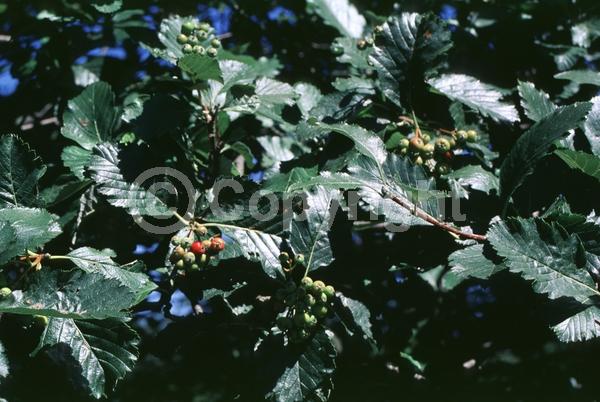 White blooms; Deciduous; Broadleaf