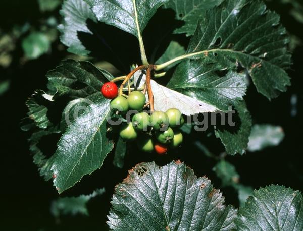 White blooms; Deciduous; Broadleaf