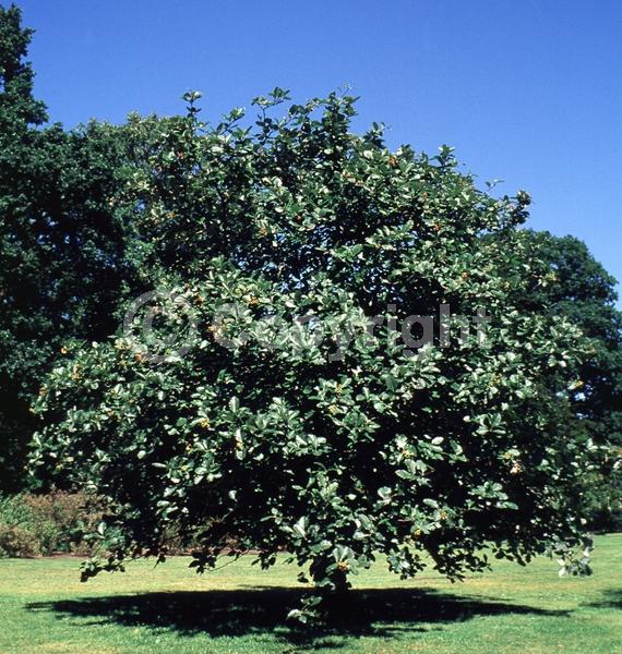 White blooms; Deciduous; Broadleaf