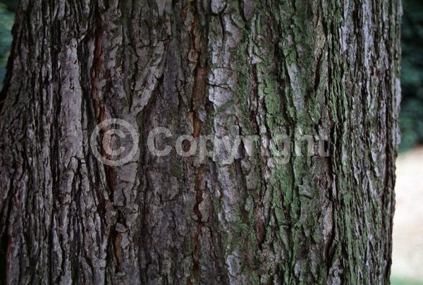 White blooms; Deciduous; Broadleaf