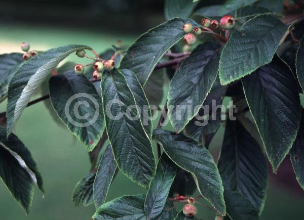 White blooms; Deciduous; Broadleaf