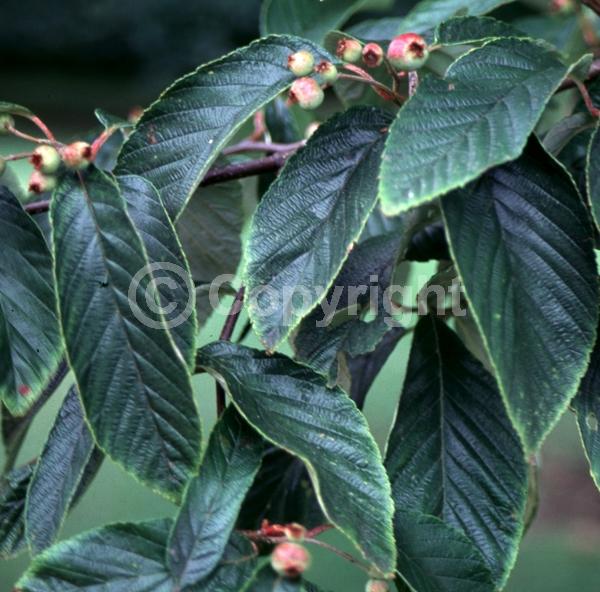 White blooms; Deciduous; Broadleaf