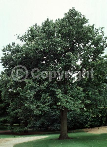 White blooms; Deciduous; Broadleaf