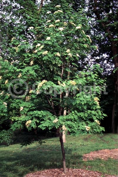 White blooms; Deciduous; Broadleaf