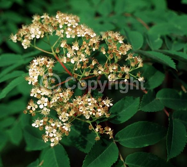 White blooms; Deciduous; Broadleaf
