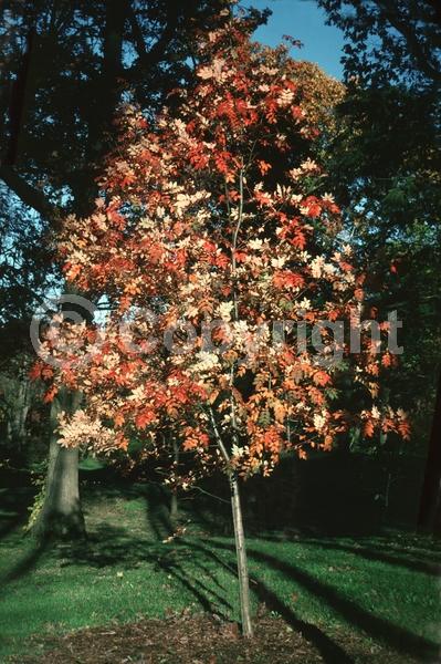 White blooms; Deciduous; Broadleaf