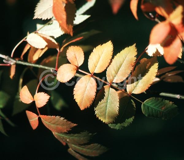 White blooms; Deciduous; Broadleaf