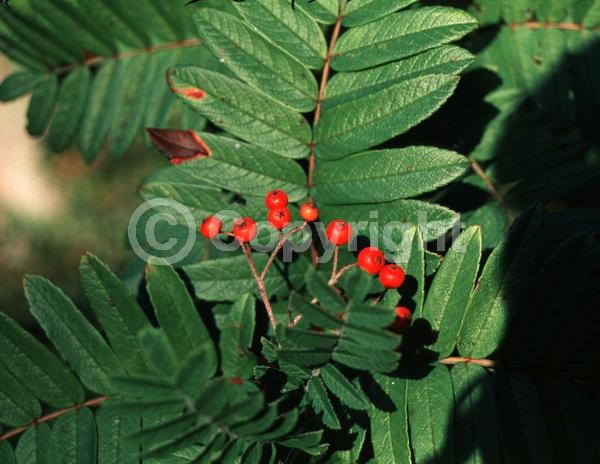 White blooms; Deciduous; Broadleaf