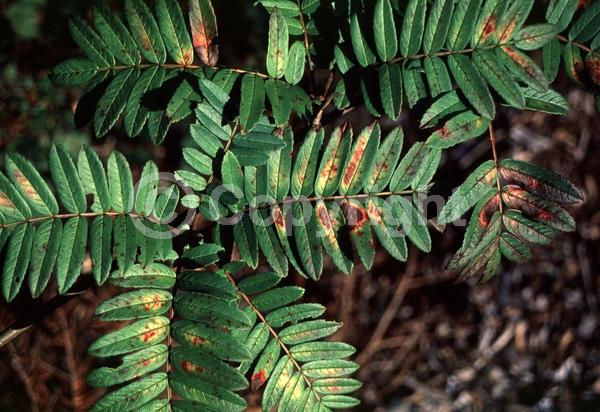 White blooms; Deciduous; Broadleaf