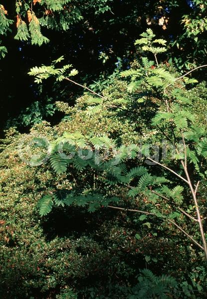 White blooms; Deciduous; Broadleaf