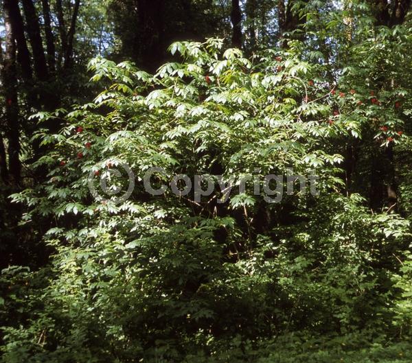 North American Native