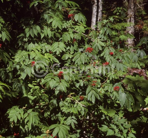 North American Native