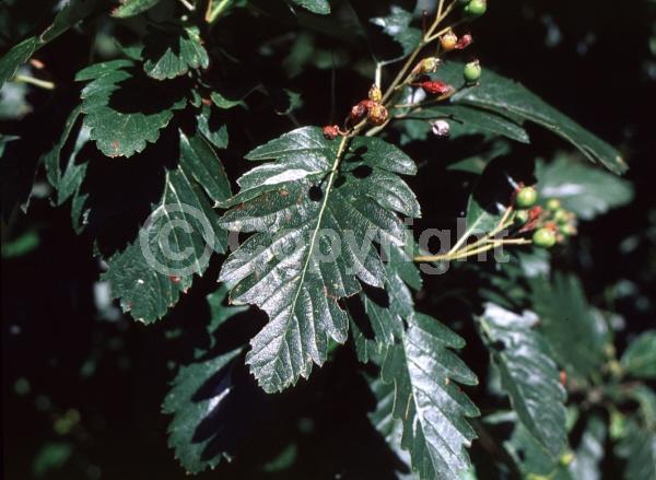 White blooms; Deciduous; Broadleaf