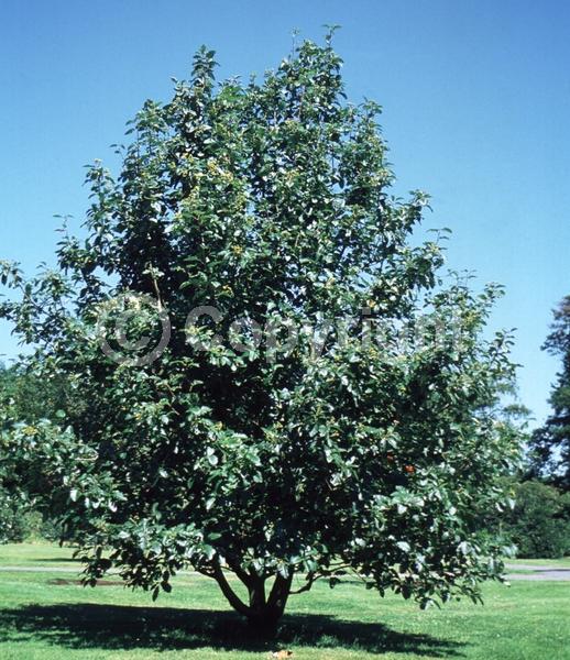 White blooms; Deciduous; Broadleaf