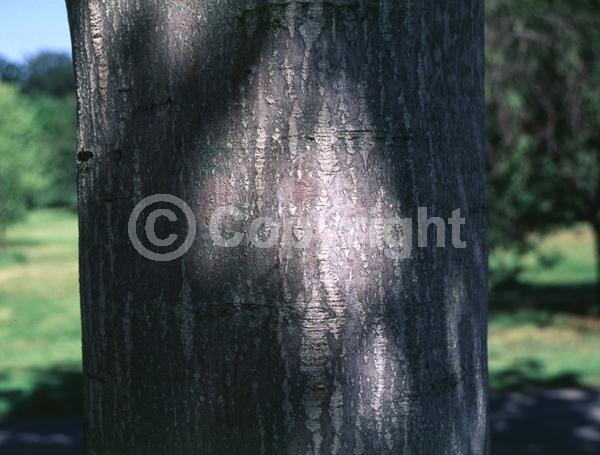 White blooms; Deciduous; Broadleaf