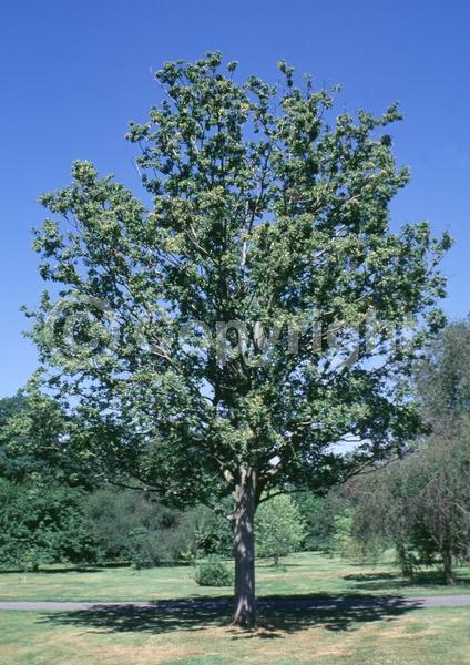 White blooms; Deciduous; Broadleaf