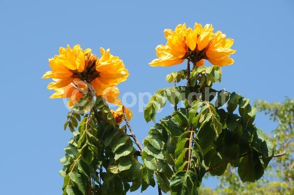 Orange blooms; Yellow blooms; Evergreen; Broadleaf