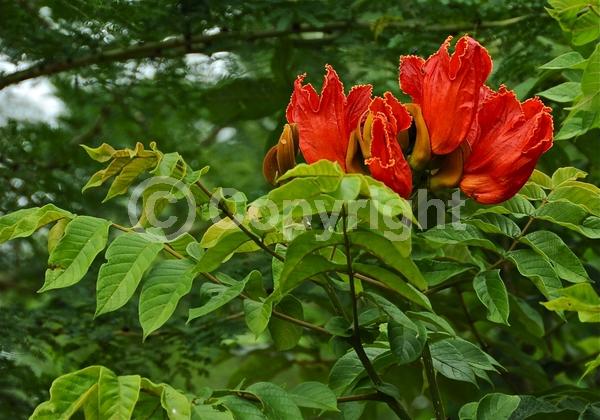 Orange blooms; Yellow blooms; Evergreen; Broadleaf